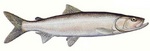 Рыбка Инкону