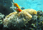 Рыба-клоун на Мальдивах