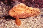 Автсралийская рыба-нос