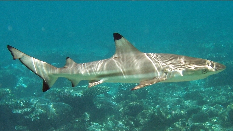 Мальгашская ночная акула фото