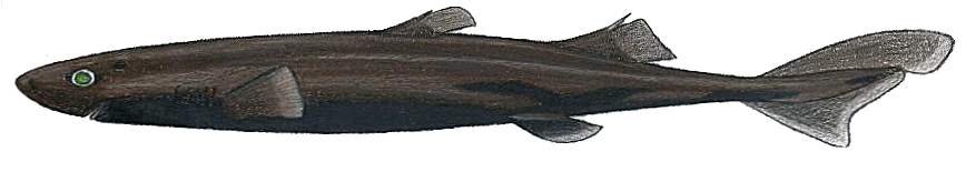 Широкополосая чёрная акула фото
