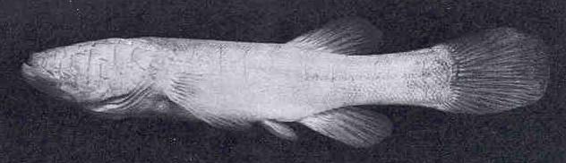 Слепоглазковая рыба фото