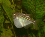 Рыба-топор
