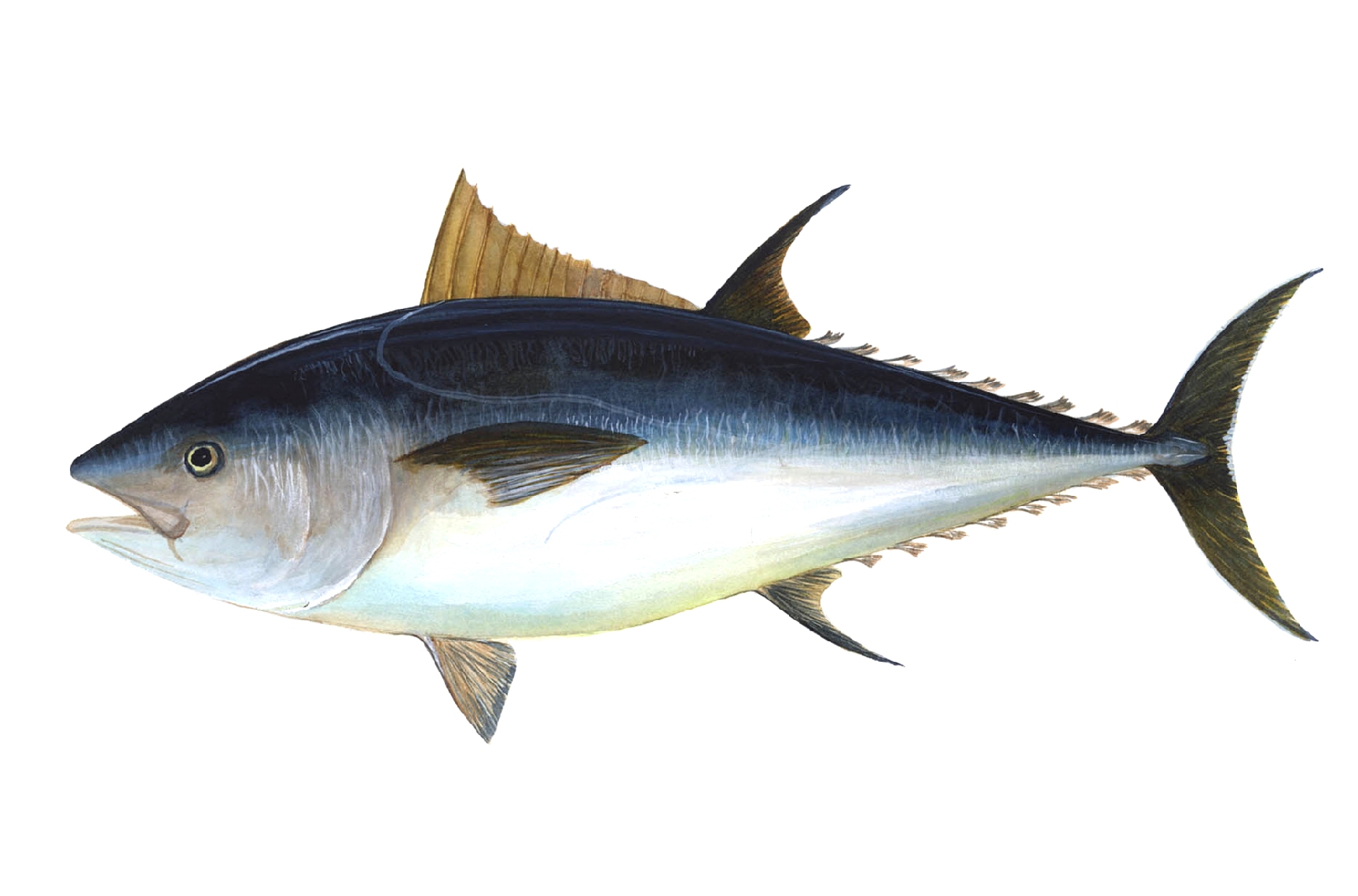 Обыкновенный тунец фото