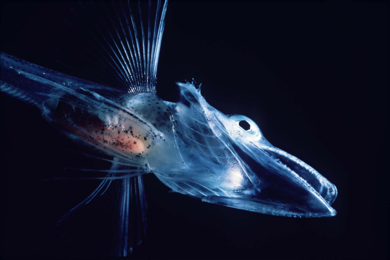 Белокровная рыба фото