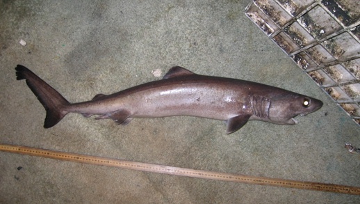 Ложнопесчаная акула фото