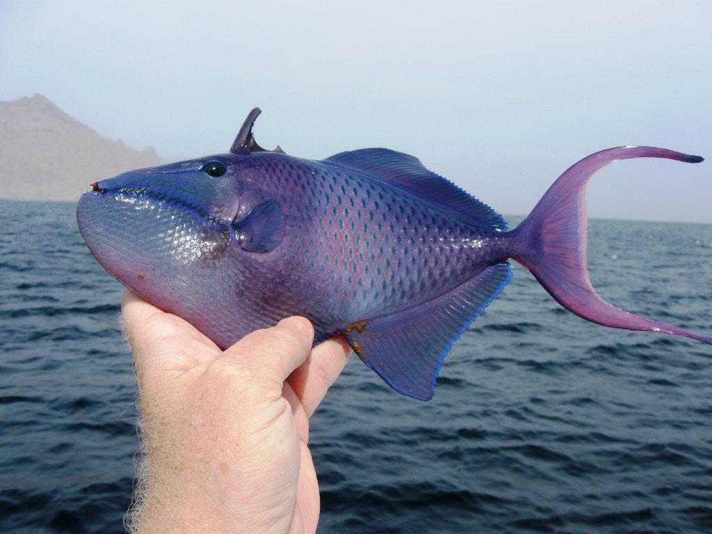 Спинорог Рыба Фото