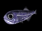 Темная рыба (миктофовая)