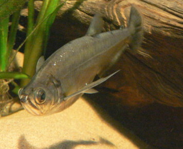 Цинодонтовая рыба фото
