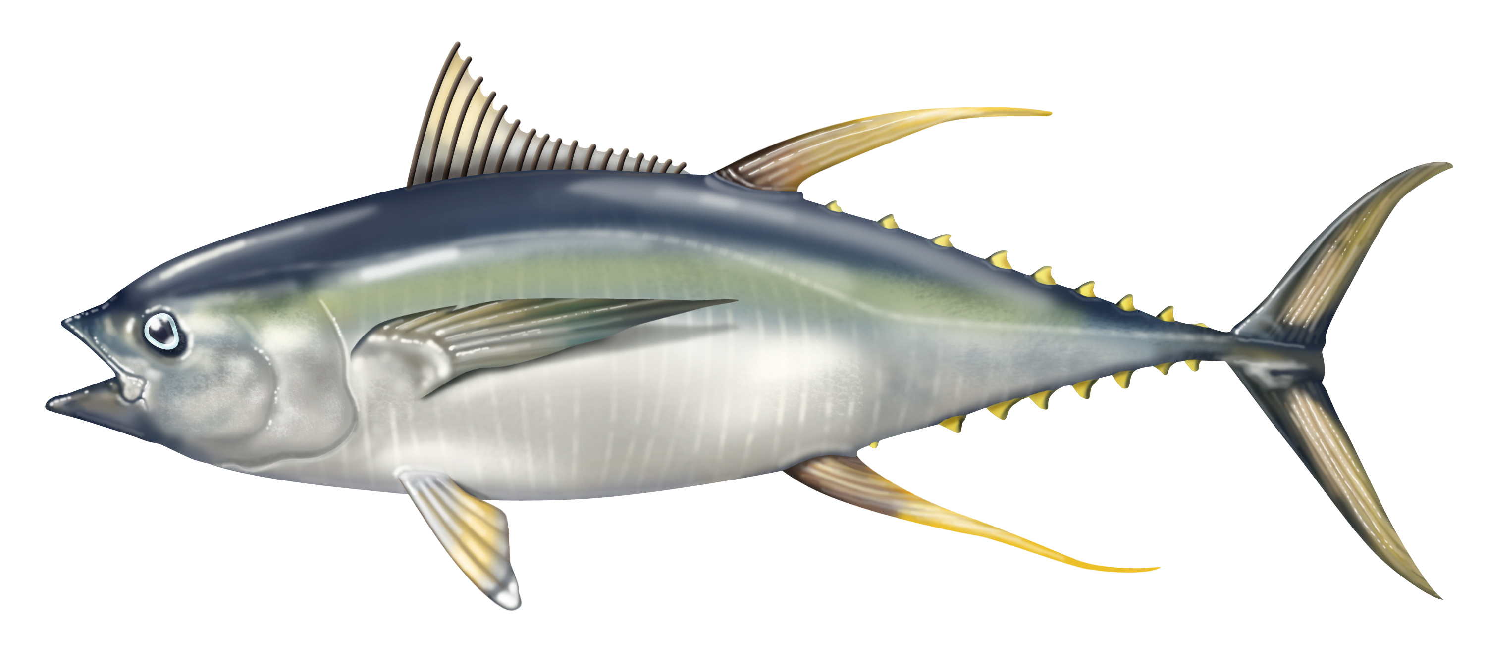 Желтобрюхий тунец