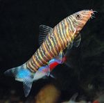 Вечернее фото рыбы породы Боция Стриата