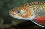 Лицо рыбы Палии