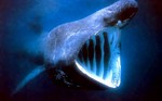 Грозная китовая акула