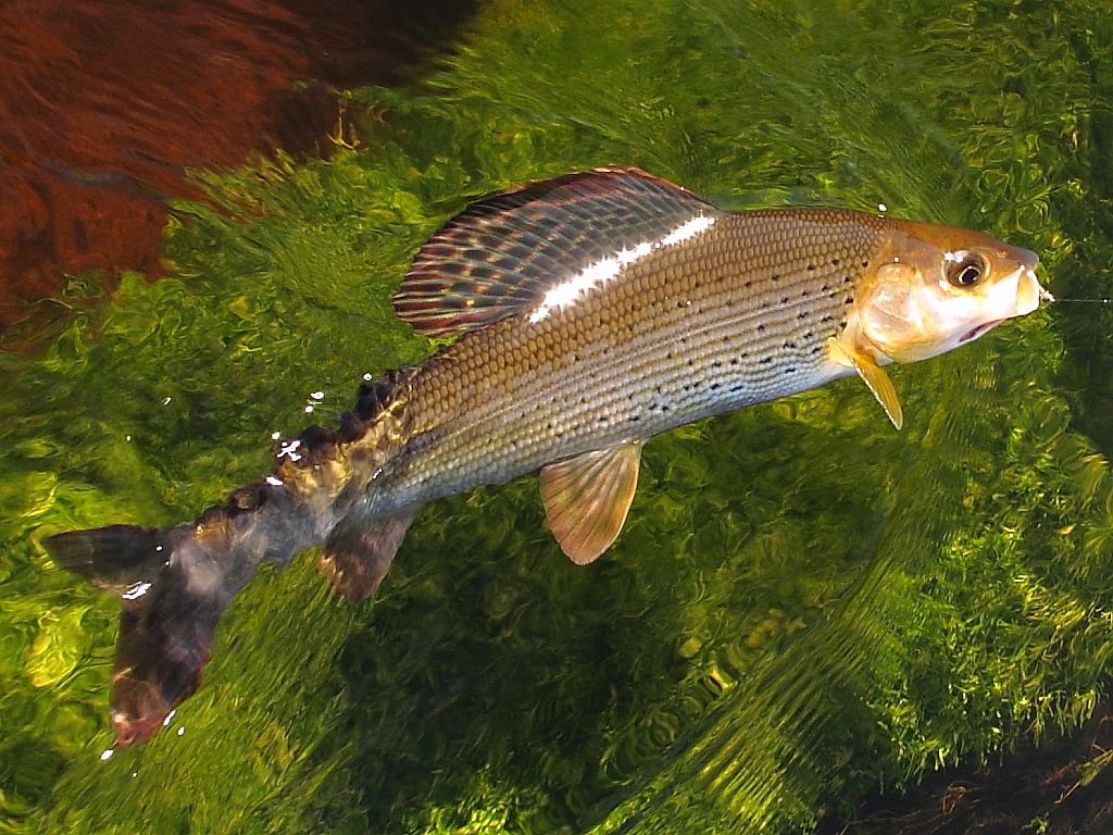Рыба На Траве Фото