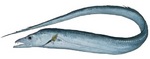 Обыкновенная рыба-сабля