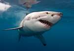Охотящаяся Белая акула