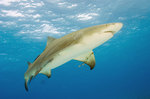Лимонная акула под водой