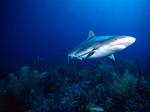 Величественная серая акула