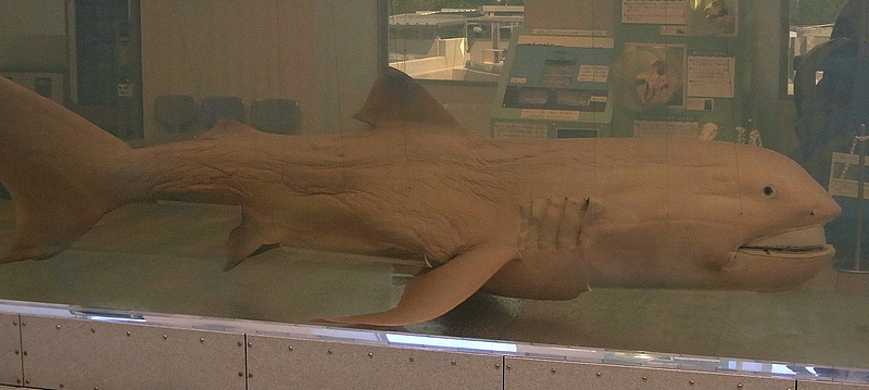 Пелагическая большеротая акула фото