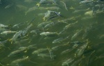 Рыбы менхаден на поверхности