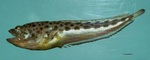 Рыба-гардемарин 