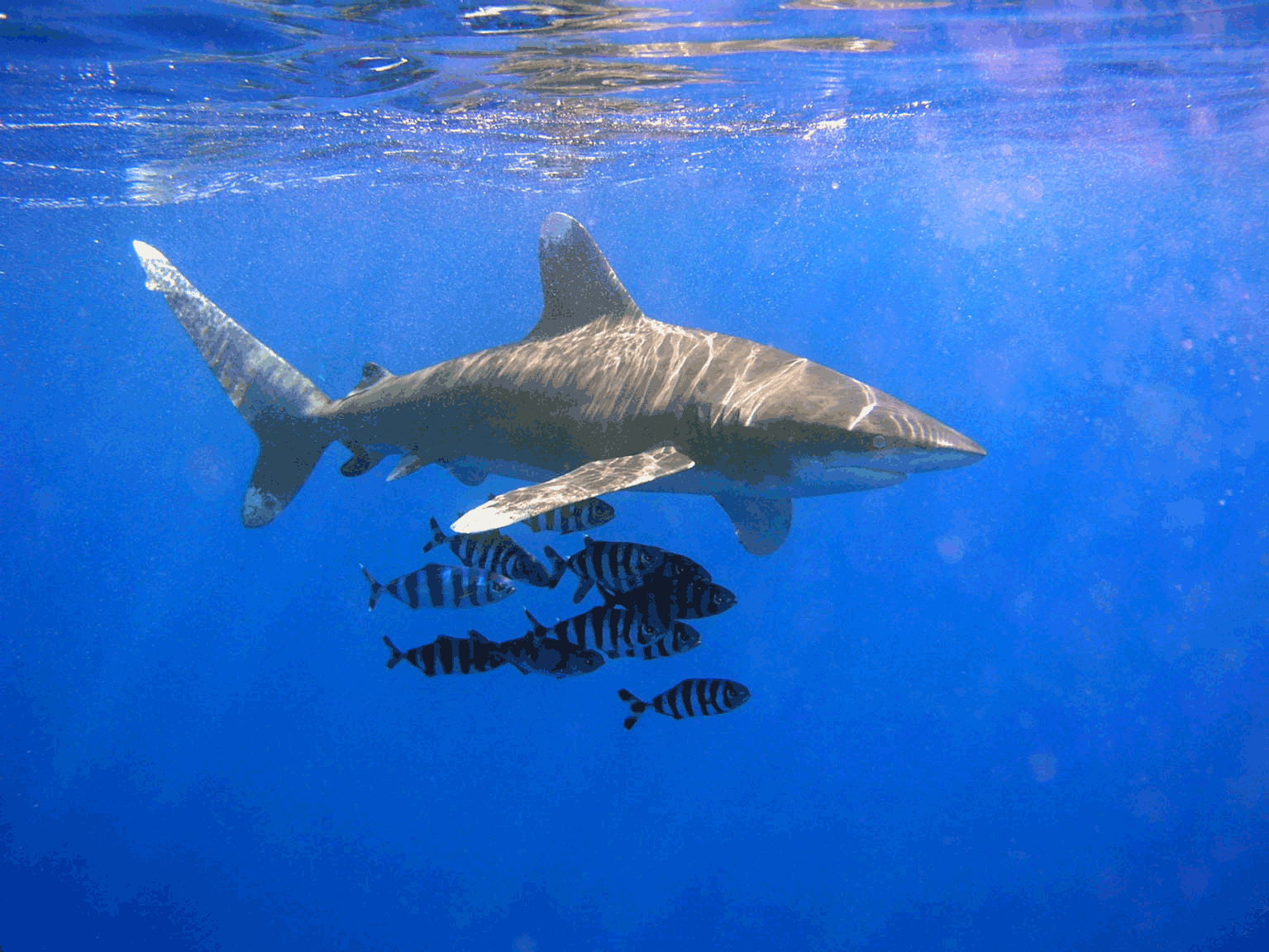 Длиннокрылая акула фото