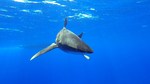 Длиннокрылая акула под водой