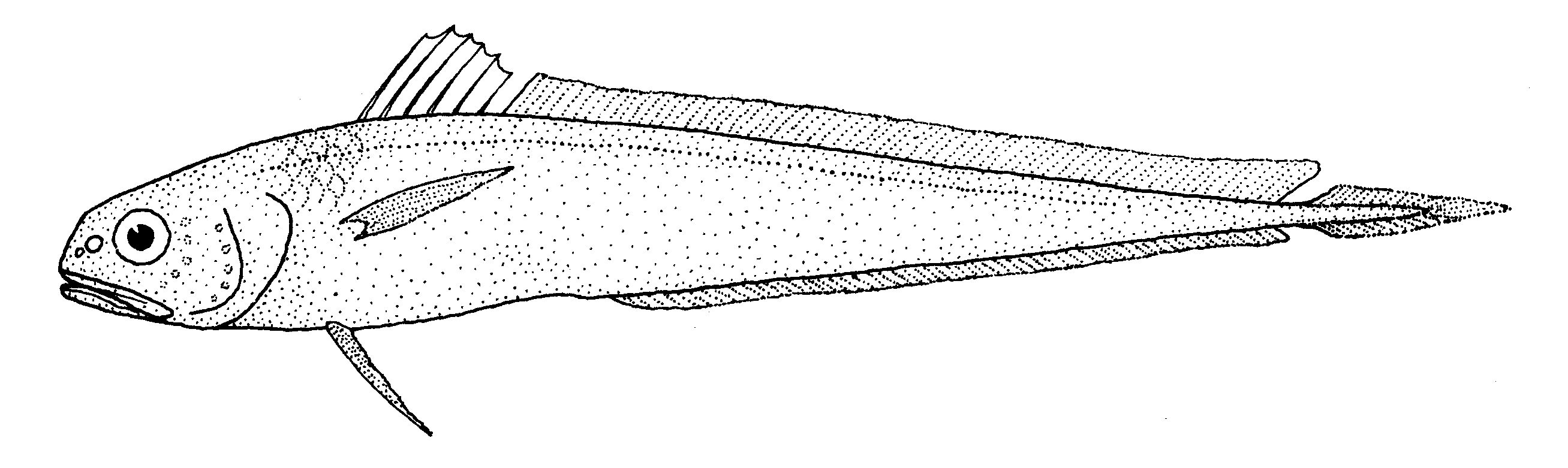 Пелагическая рыба фото