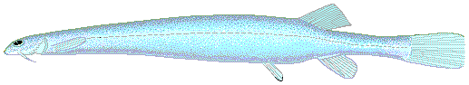 Ванделлиевая рыба фото