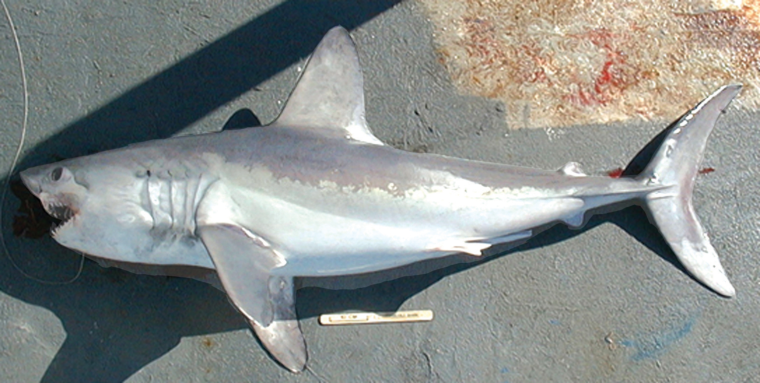 Атлантическая сельдевая акула фото