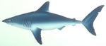 Атлантическая сельдевая акула