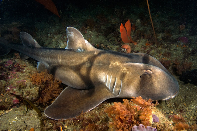 Австралийская бычья акула фото