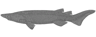 Тихоокеанская бляшкошипая акула фото