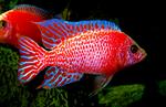 Красная огневая рыбка