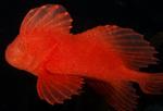 Красная Вельветовая рыба