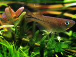 Адрианихтиевая рыба среди водорослей