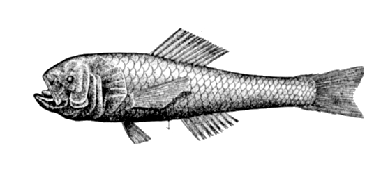 Меламфаевая рыба фото