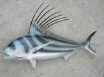 Рыба-петух