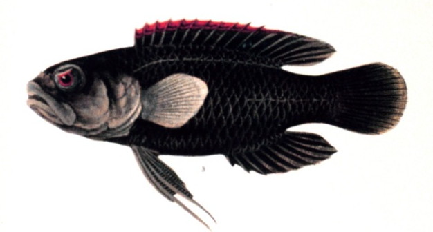 Плезиопсовая рыба фото