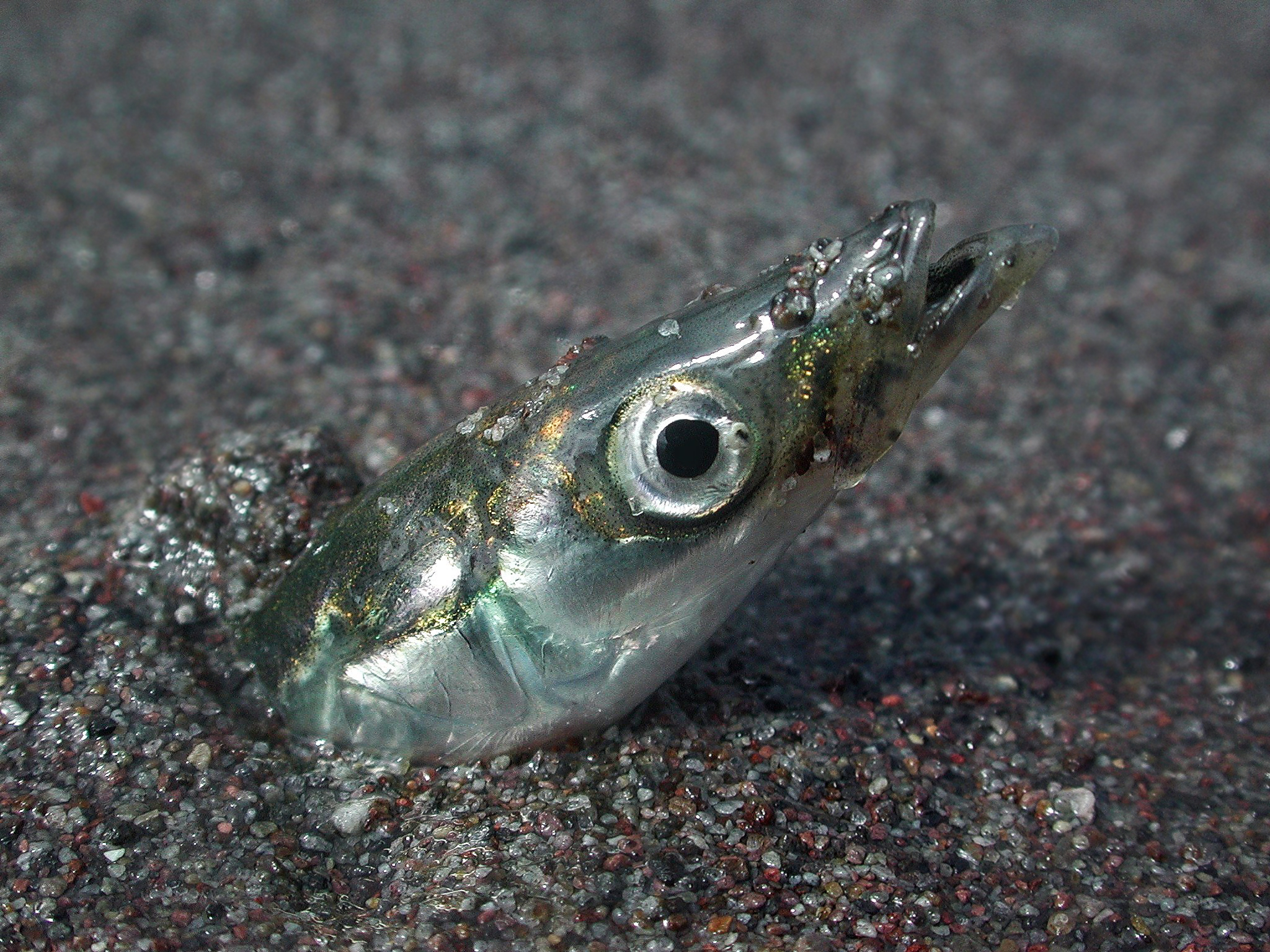 Песчанковая рыба фото