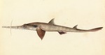 Нарисованная акула-пилонос