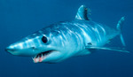 Страшная акула мако