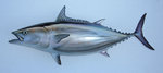 Нарисованный полосатый тунец