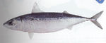 Рыба породы Южноазиатская скумбрия