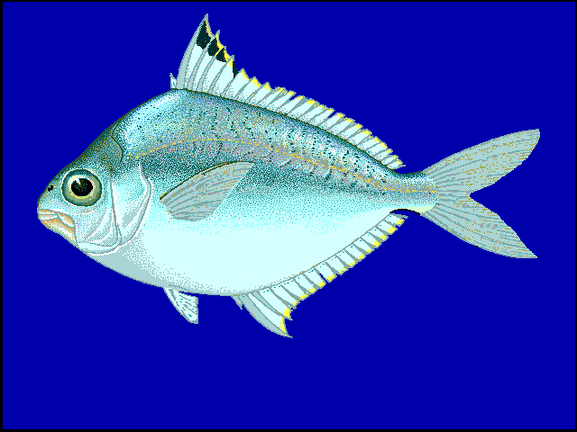 Сребробрюшковая рыба фото