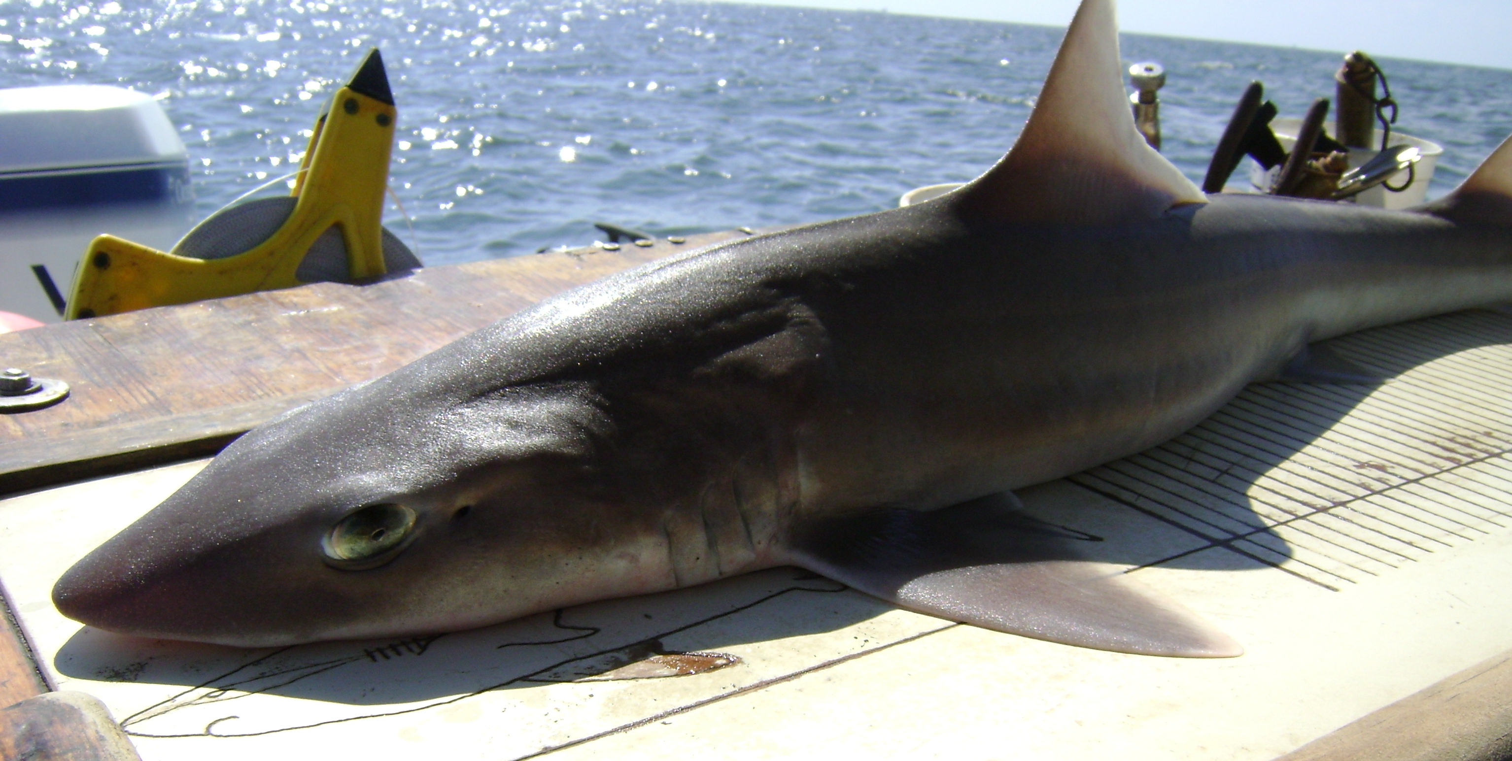 Американская кунья акула фото