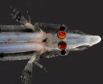 Опистопроктовая рыба вид сверху
