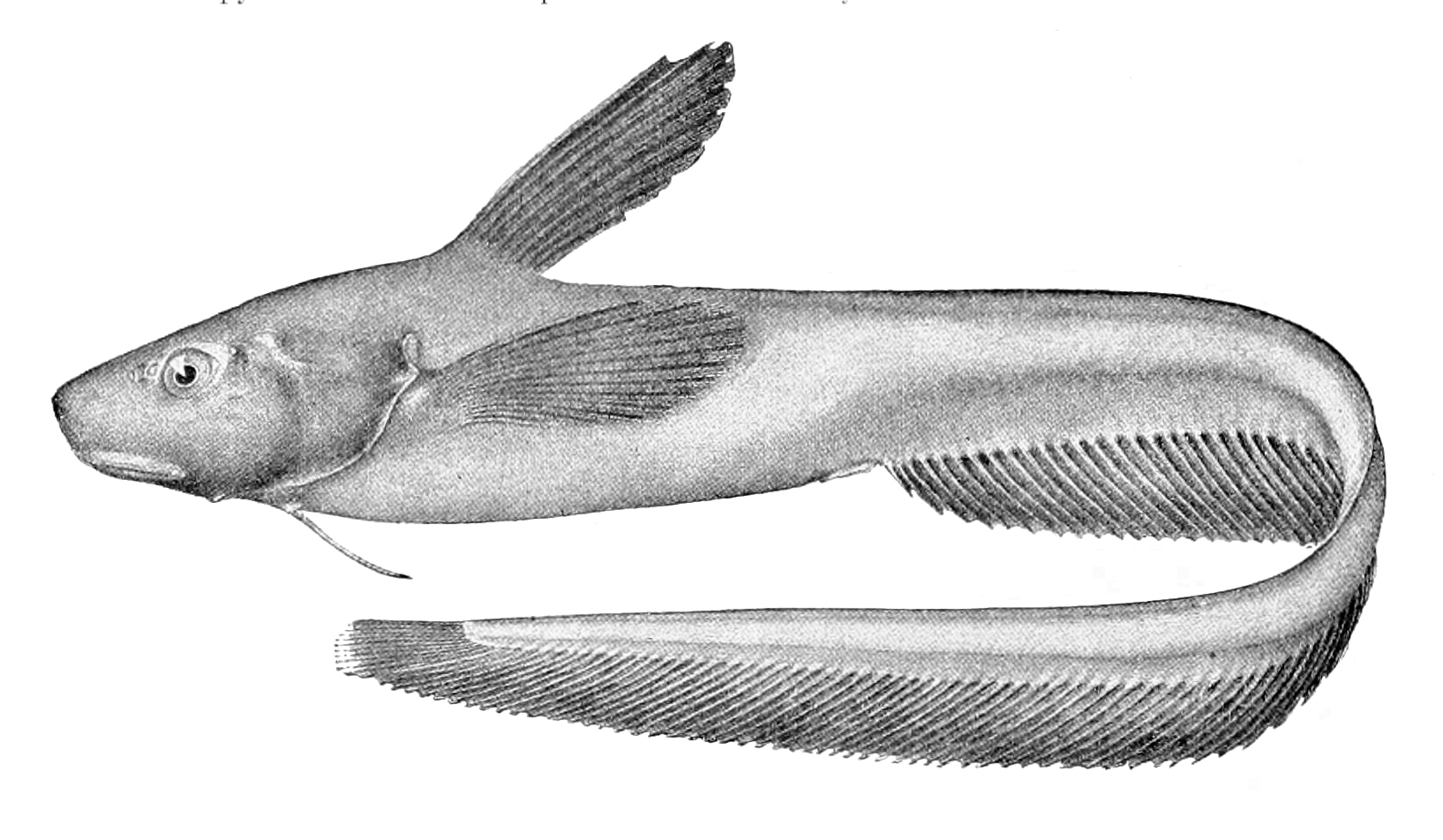 Рыба-головастик фото