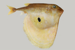 Портрет Трехзубчатой рыбы-шар