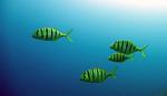 Три рыбы породы Желтый каранкс